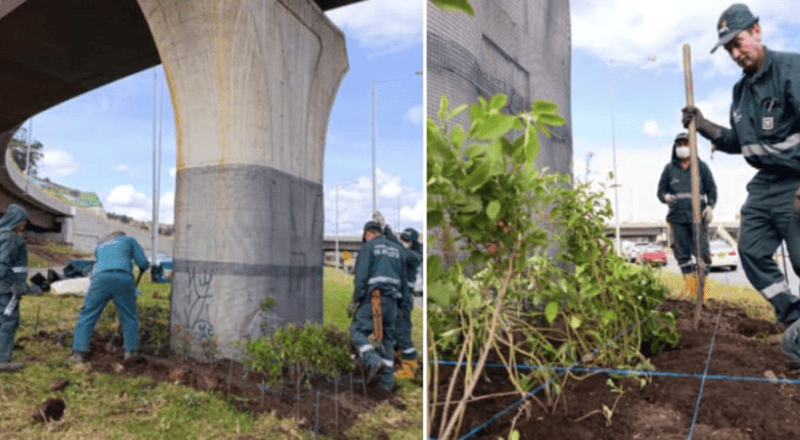 Bogotá cuenta con 11 nuevos jardines biodiversos en los bajo puentes de la calle 127 con avenida Boyacá