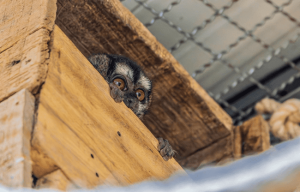¡Guardianes de la vida silvestre! Durante la temporada navideña, denuncie el tráfico ilegal de flora y fauna silvestre 