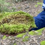 La CAR trabaja para impedir la extracción de musgo y especies vedadas en cerros orientales de Bogotá