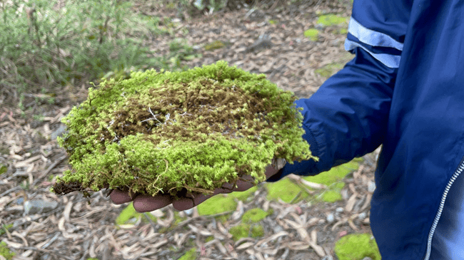 La CAR trabaja para impedir la extracción de musgo y  especies vedadas en cerros orientales de Bogotá