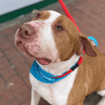 IDPYBA y ANNAR Diagnóstica Import SAS sellan alianza estratégica por el bienestar animal y humano