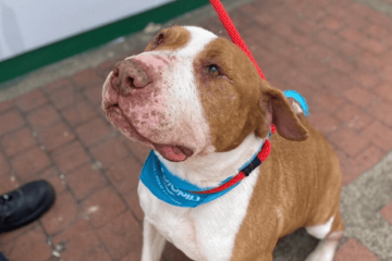 Atención Usaquén: jornada gratuita de esterilización busca promover el bienestar animal en la localidad