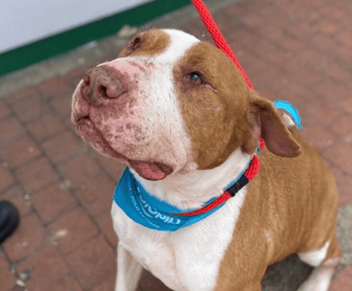 Atención Usaquén: jornada gratuita de esterilización busca promover el bienestar animal en la localidad