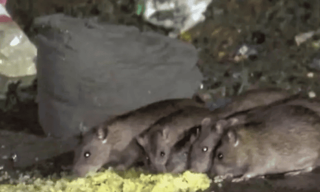 Alarma en Nogales de Tibabuyes: Invasión de roedores pone en riesgo árboles y salud de la comunidad