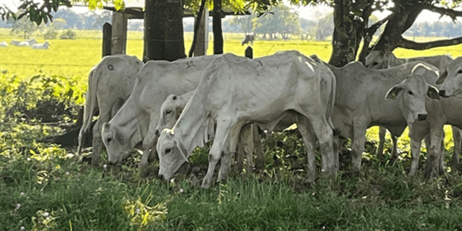Cundinamarca le apuesta a la ganadería sostenible