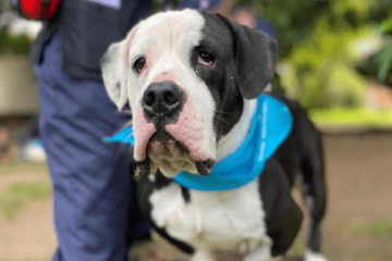 Atención Usaquén: anuncian brigadas médico veterinarias y jornadas de esterilización para mayo