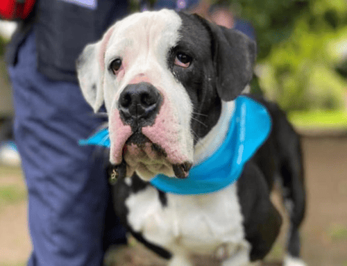 Atención Usaquén: anuncian brigadas médico veterinarias y jornadas de esterilización para mayo