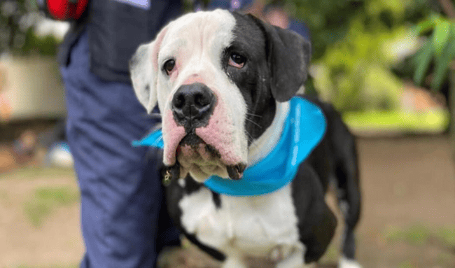 800 nuevos cupos de esterilizaciones para perros y gatos en las localidades de Suba y Engativá durante enero