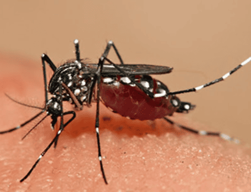 Ibagué reporta 240 casos de dengue en 2026 y refuerza medidas de prevención