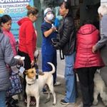 Más de 20 mascotas fueron atendidas en jornada de esterilización en Barrios Unidos
