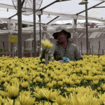 Cundinamarca se consolida como corazón de la floricultura colombiana en temporada de San Valentín