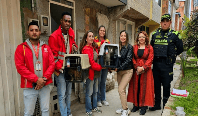 Rescatan a dos gatos en presunto estado de abandono en el barrio Tibabuyes, en Suba