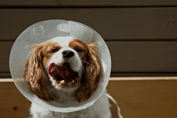 Usaquén realizará jornada gratuita de esterilización para perros y gatos este 8 de julio