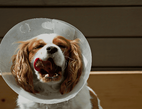 Usaquén realizará jornada gratuita de esterilización para perros y gatos este 8 de julio