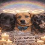 Indignación en institución educativa de Ciudad Bolívar por envenenamiento de perritos