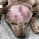 Plantón en Suba por presunto caso de maltrato animal contra perrita “Bella”