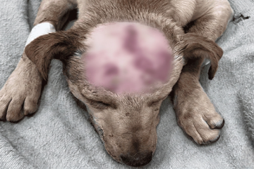 Plantón en Suba por presunto caso de maltrato animal contra perrita “Bella”