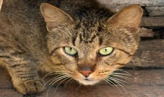 Gatito extraviado cerca al parque Fontanar del Río