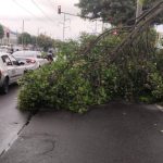 Por caída de árbol hay afectación de movilidad en Suba