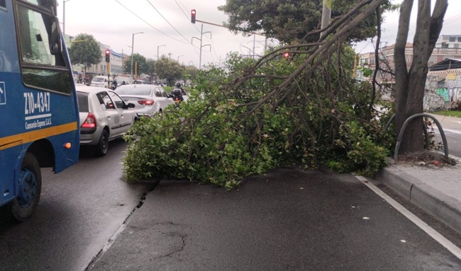 Por caída de árbol hay afectación de movilidad en Suba