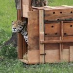 Jaguar liberado por la CAR ya ha recorrido más de 590 km en libertad