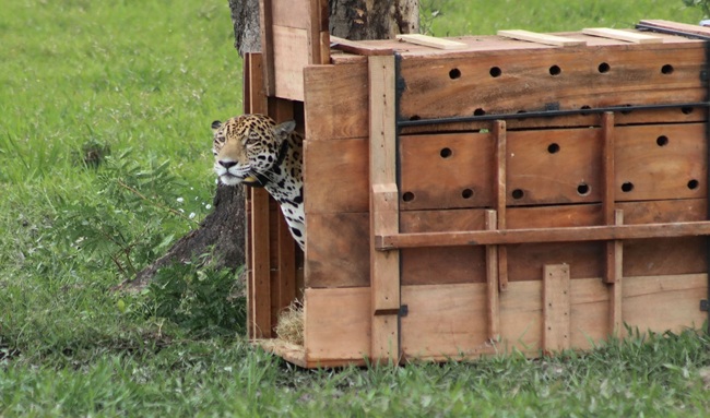 Jaguar liberado por la CAR ya ha recorrido más de 590 km en libertad