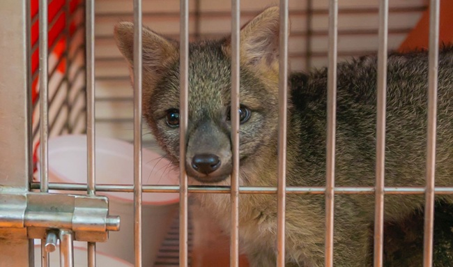 93 animales silvestres murieron atropellados en 2025: CAR lanza alerta nacional