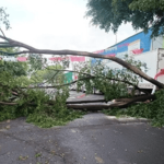 Lluvias de la madrugada generan incidente con árbol caído en Suba