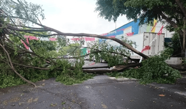 Lluvias de la madrugada generan incidente con árbol caído en Suba