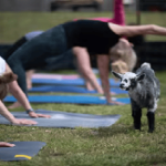 Alcaldía de Usaquén invita a la comunidad a participar en actividades para fortalecer la salud mental