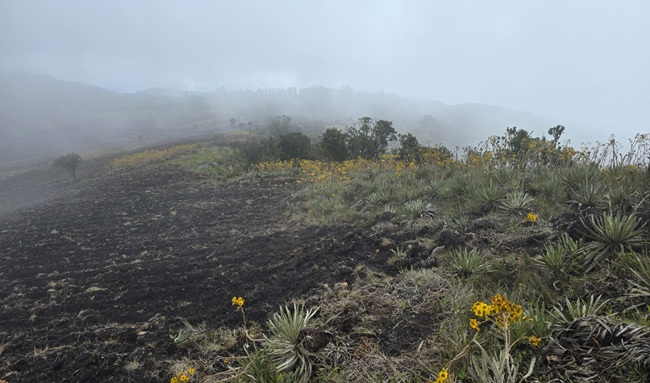 Quien la hace, la paga: CAR impone sanción ejemplar de $100 millones por masacre de frailejones en Boyacá