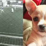 Roban camioneta con perrita dentro mientras jugaban fútbol en el sur de Bogotá