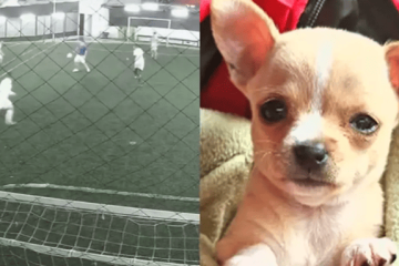 Roban camioneta con perrita dentro mientras jugaban fútbol en el sur de Bogotá