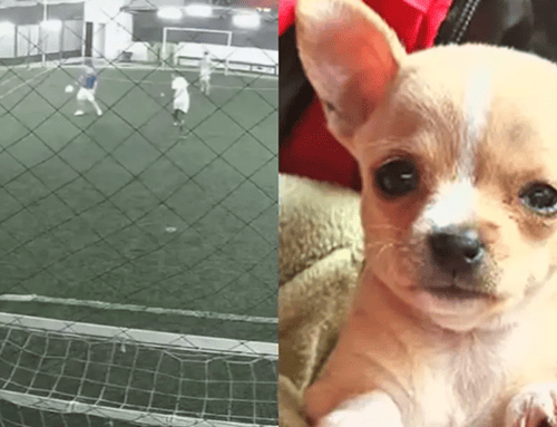 Roban camioneta con perrita dentro mientras jugaban fútbol en el sur de Bogotá