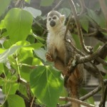 Autoridades en Usaquén hacen llamado a denunciar el tráfico ilegal de flora y fauna durante Semana Santa 2026
