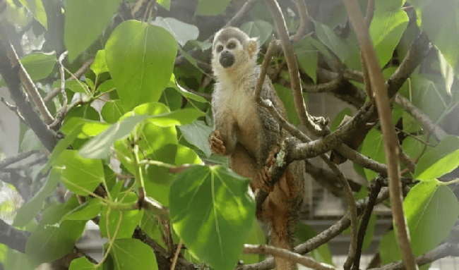 Autoridades en Usaquén hacen llamado a denunciar el tráfico ilegal de flora y fauna durante Semana Santa 2026
