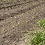 CAR frena cultivo ilegal de papa por uso indebido de agua en la cuenca alta del río Bogotá