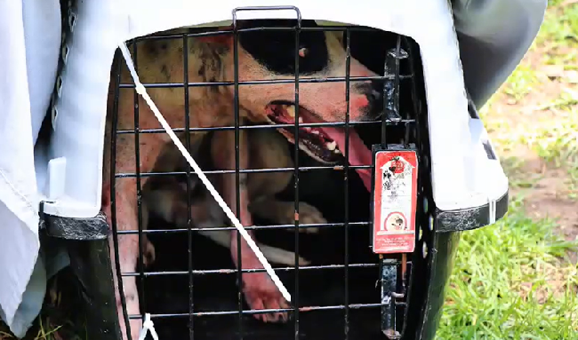 Capturan a 13 personas por organizar peleas clandestinas de perros en La Calera