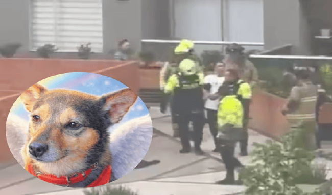 El silencio que dejó el perrito Tonny en un edificio de Kennedy