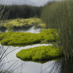 Alertan por daños a humedal en Tibasosa y piden acción urgente de Corpoboyacá