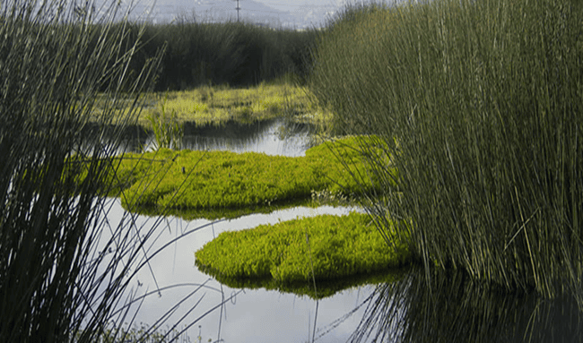 Alertan por daños a humedal en Tibasosa y piden acción urgente de Corpoboyacá
