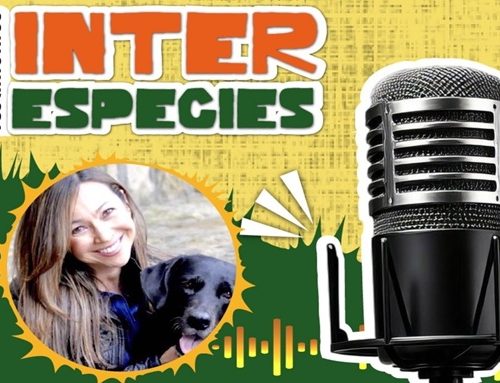 “Testimonios interespecies”: el pódcast del IDPYBA con historias de humanos y animales en Bogotá