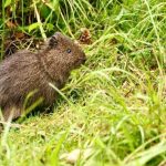 Cámaras trampa de la Secretaría de Ambiente captan a curí sabanero en el Humedal Torca-Guaymaral