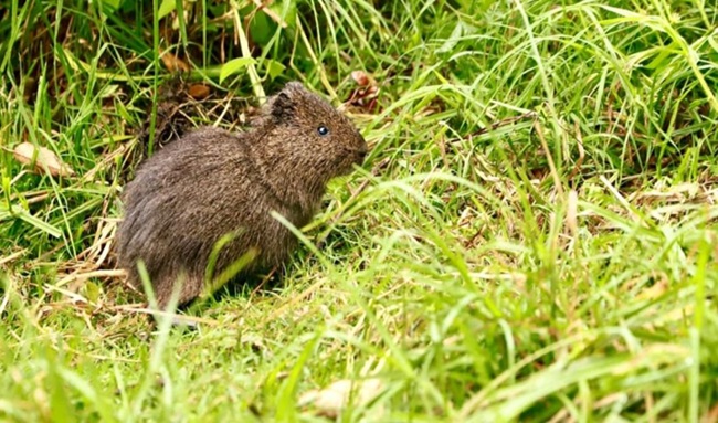 Cámaras trampa de la Secretaría de Ambiente captan a curí sabanero en el Humedal Torca-Guaymaral