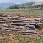 Autoridades frenan presunta tala ilegal en Soacha: hallan madera lista para producir carbón