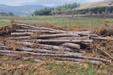 Autoridades frenan presunta tala ilegal en Soacha: hallan madera lista para producir carbón
