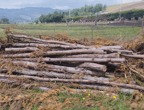 Autoridades frenan presunta tala ilegal en Soacha: hallan madera lista para producir carbón