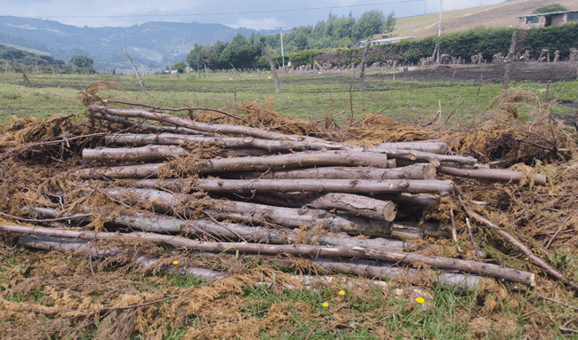 Autoridades frenan presunta tala ilegal en Soacha: hallan madera lista para producir carbón