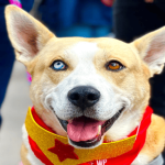 Jornada gratuita de vacunación antirrábica llega a Los Mártires este 24 de abril