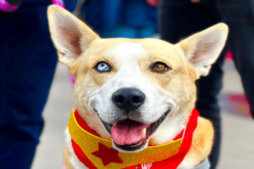 Jornada gratuita de vacunación antirrábica llega a Los Mártires este 24 de abril